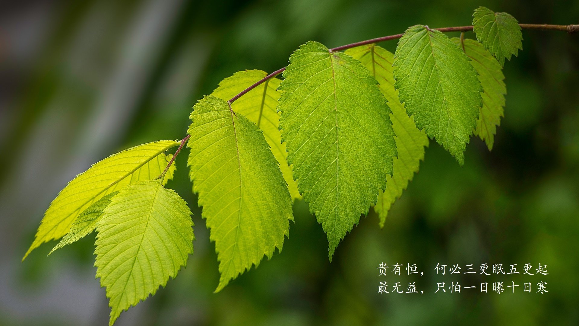 KAIYUNAPP-詹姆斯得分里程碑达成湖人完胜，詹姆斯湖人生涯总得分